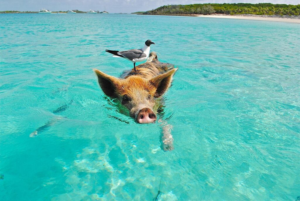 Viajar al Caribe: Bahamas